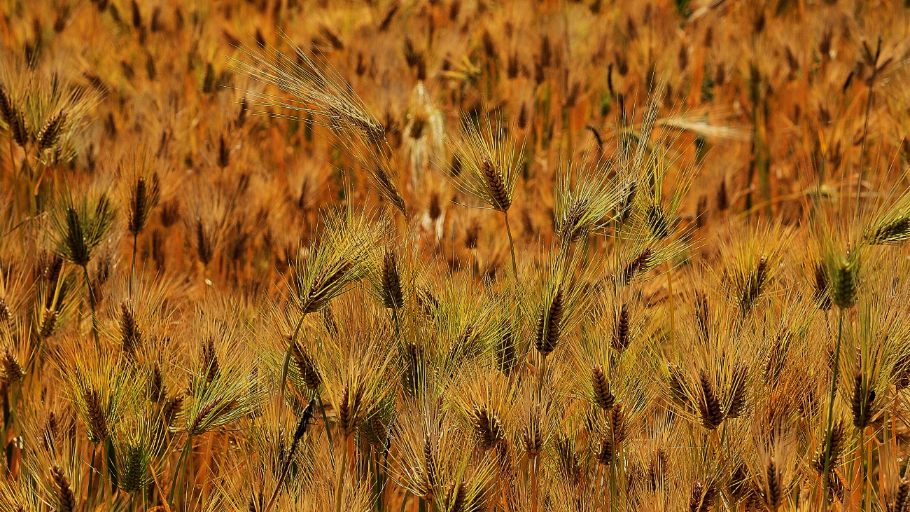 DSC_6904.jpg