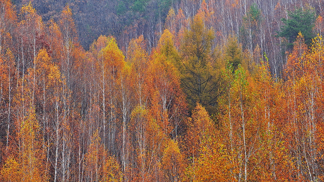 DSC_0104.jpg
