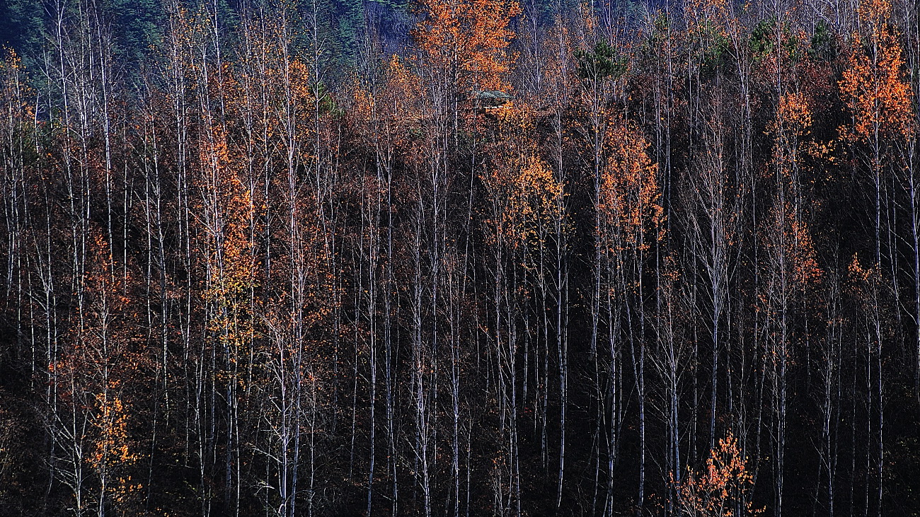 PGH_6652.jpg