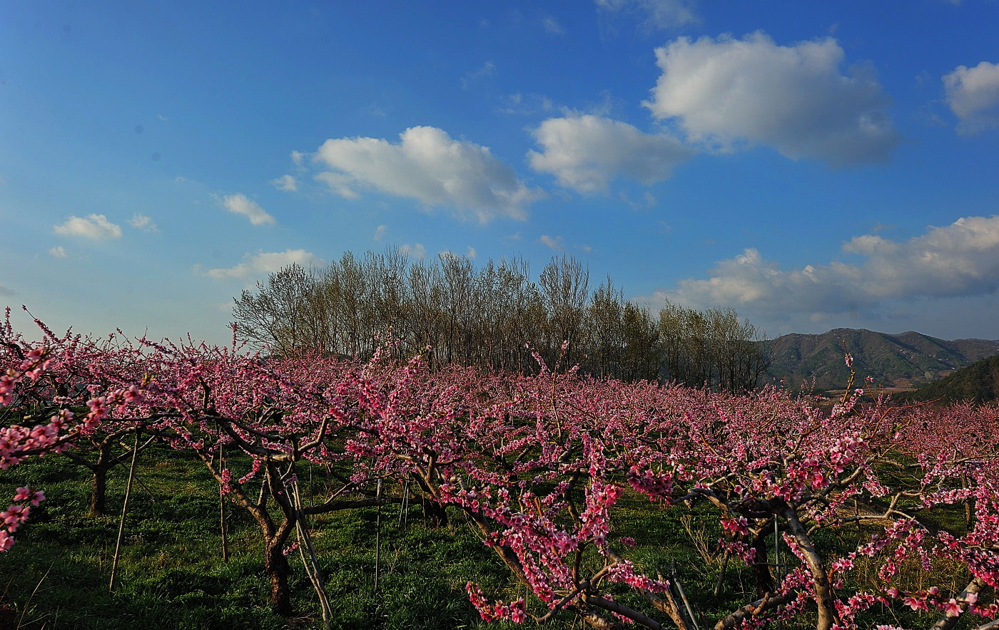 DSC_6768.jpg