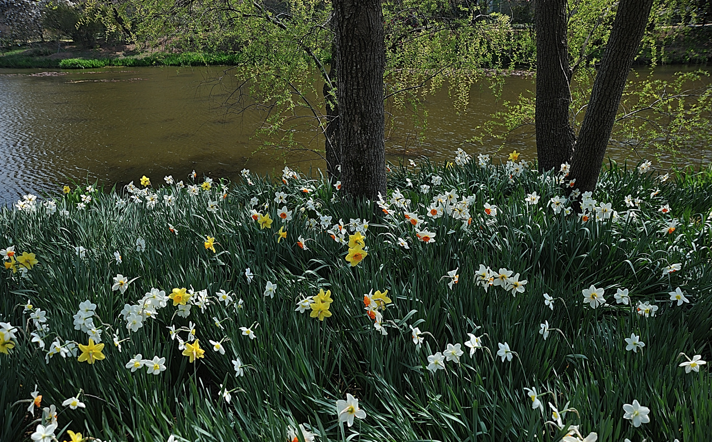 DSC_9800_00001.jpg