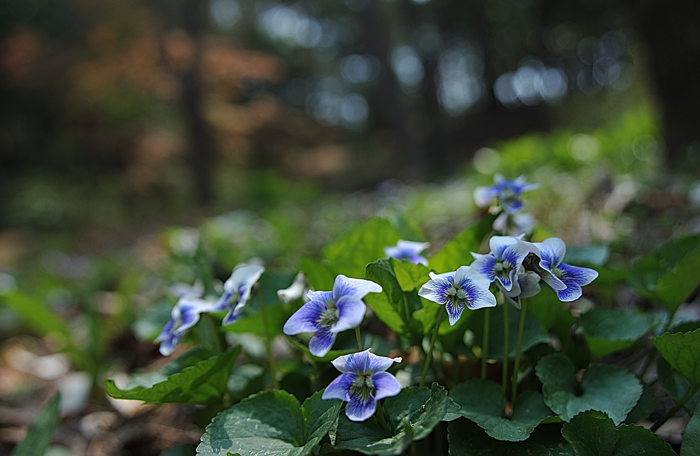 DSC_8997_00001.jpg