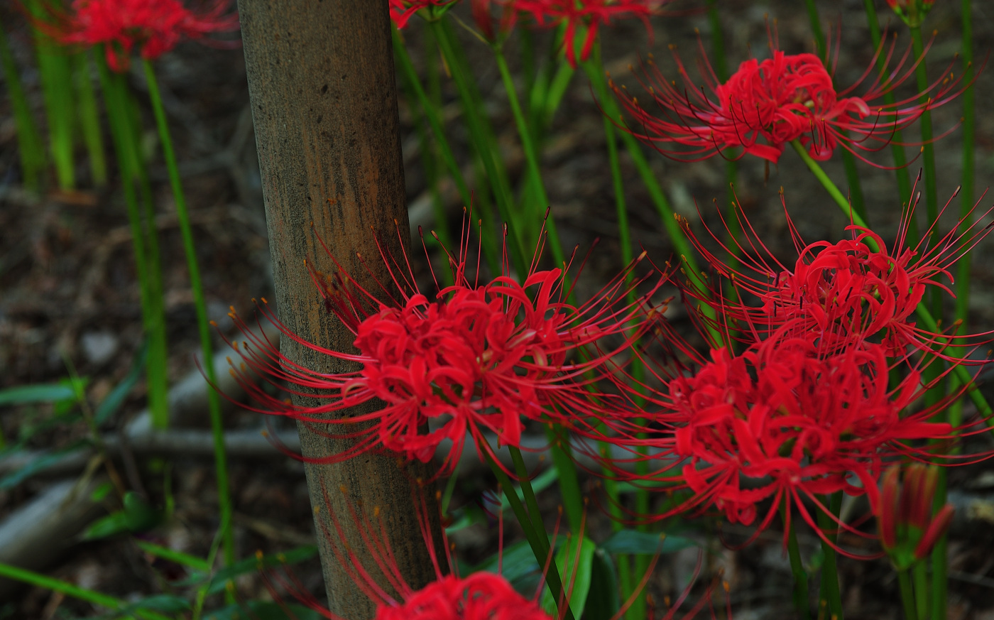 DSC_1239_00001.jpg