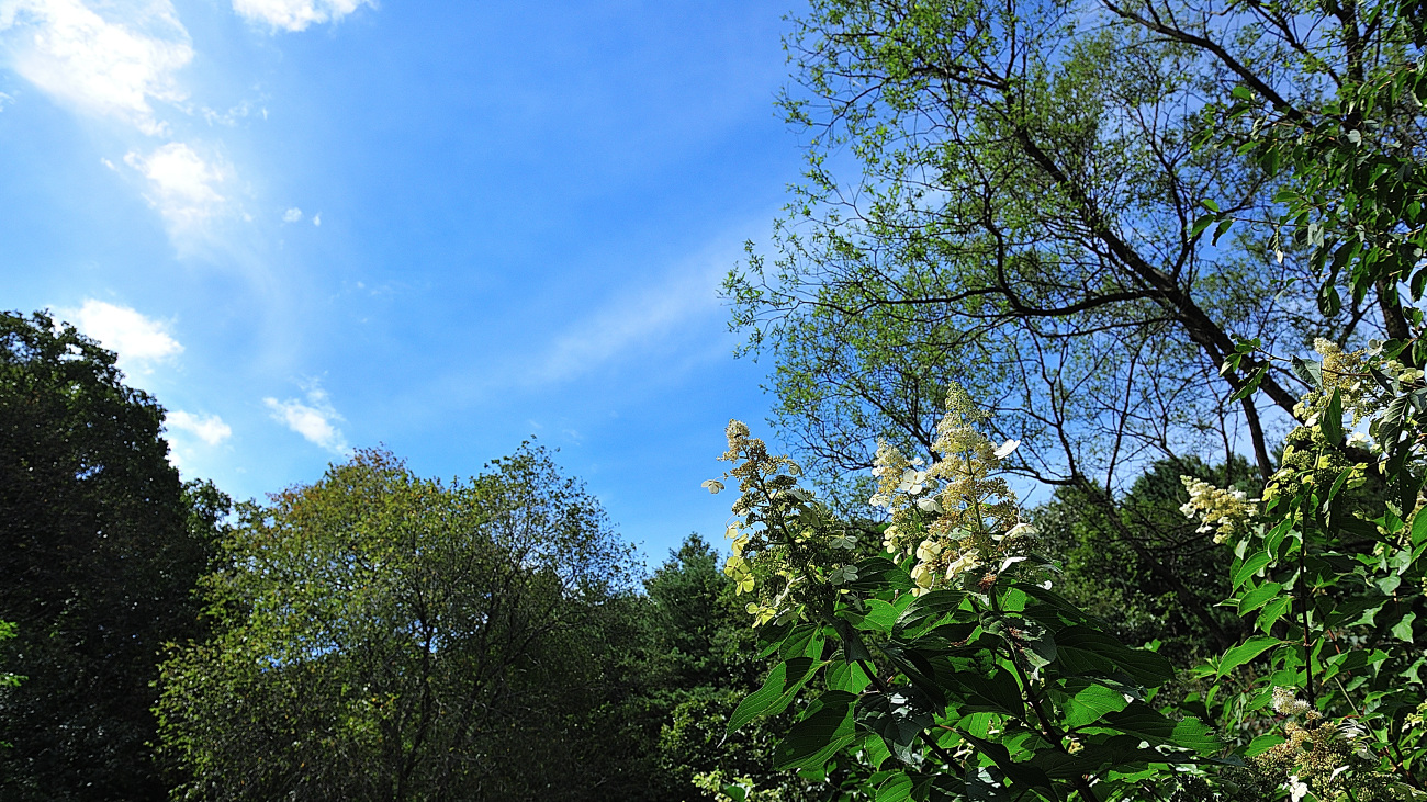 DSC_2367.나무수국.jpg