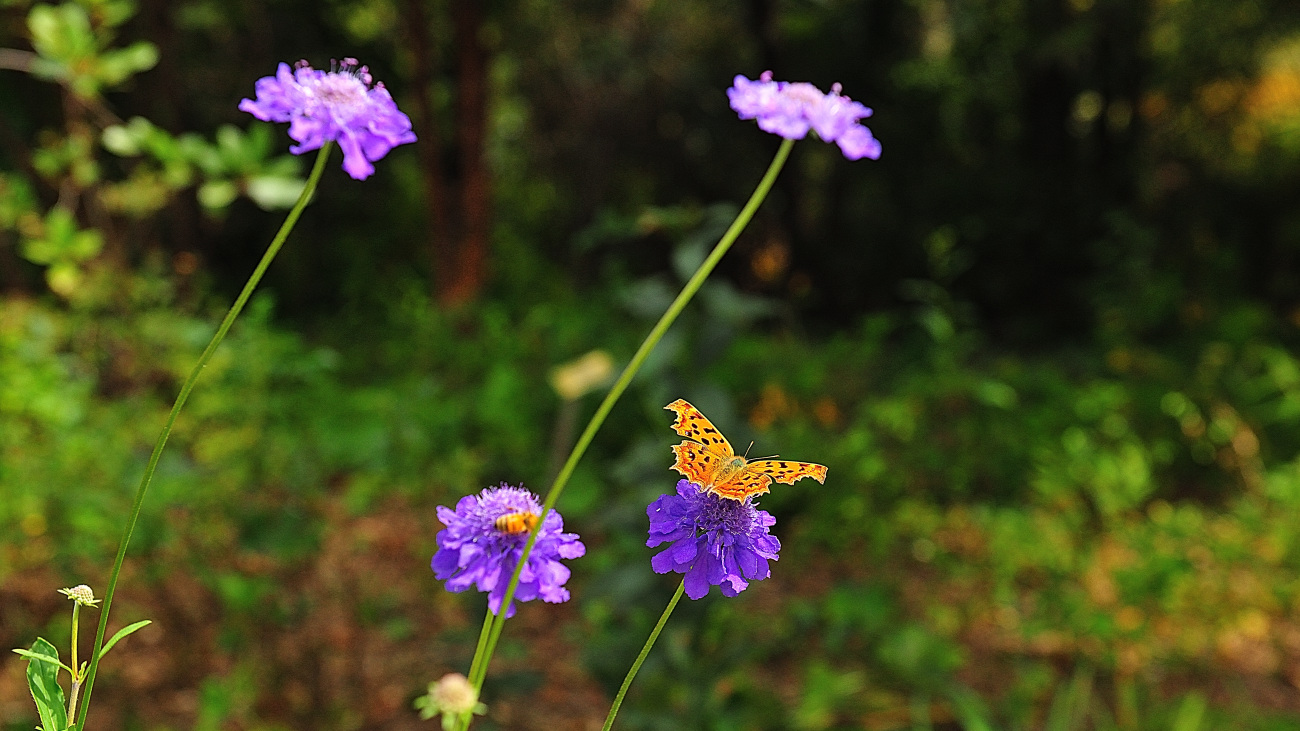 DSC_2127.솔체꽃.jpg