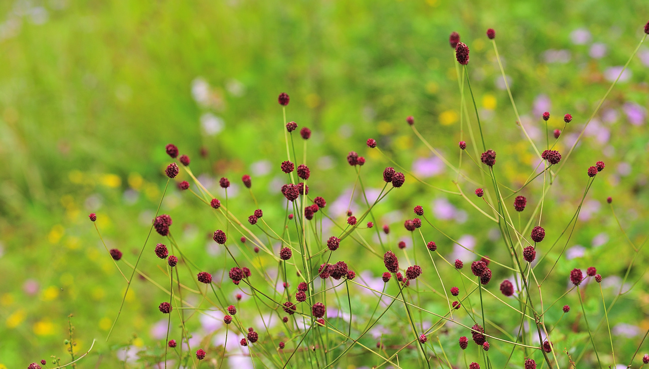 PGH_6198.오이풀.jpg