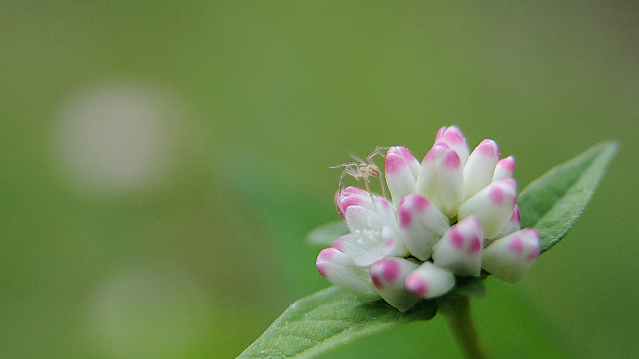 DSC_6789.고마리.jpg