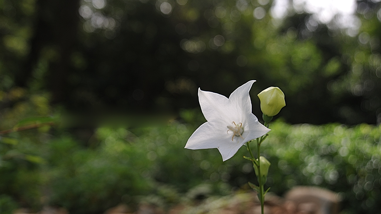 DSC_8604.도라지꽃.jpg