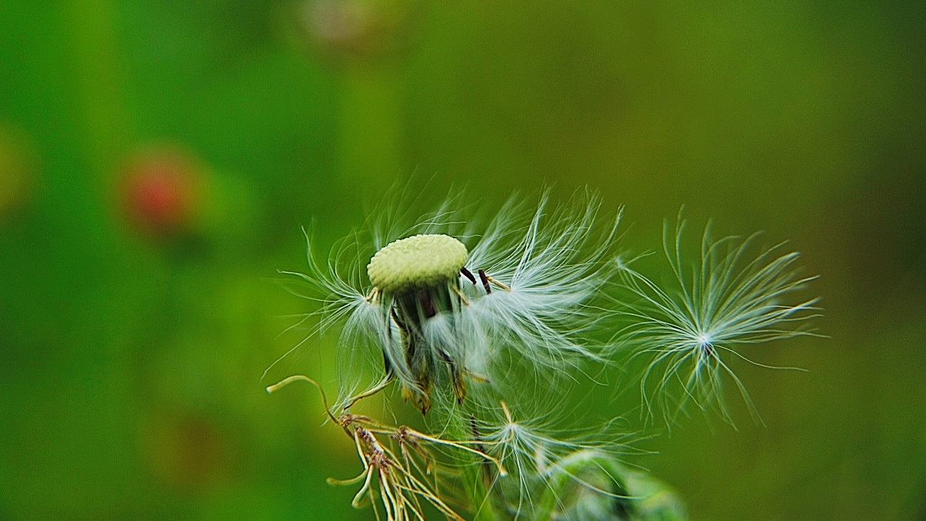 DSC_6797.홑씨.jpg