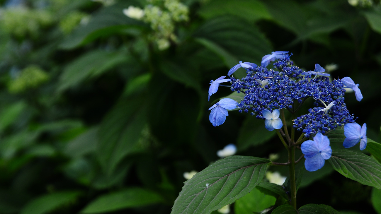 DSC_8419.산수국.jpg