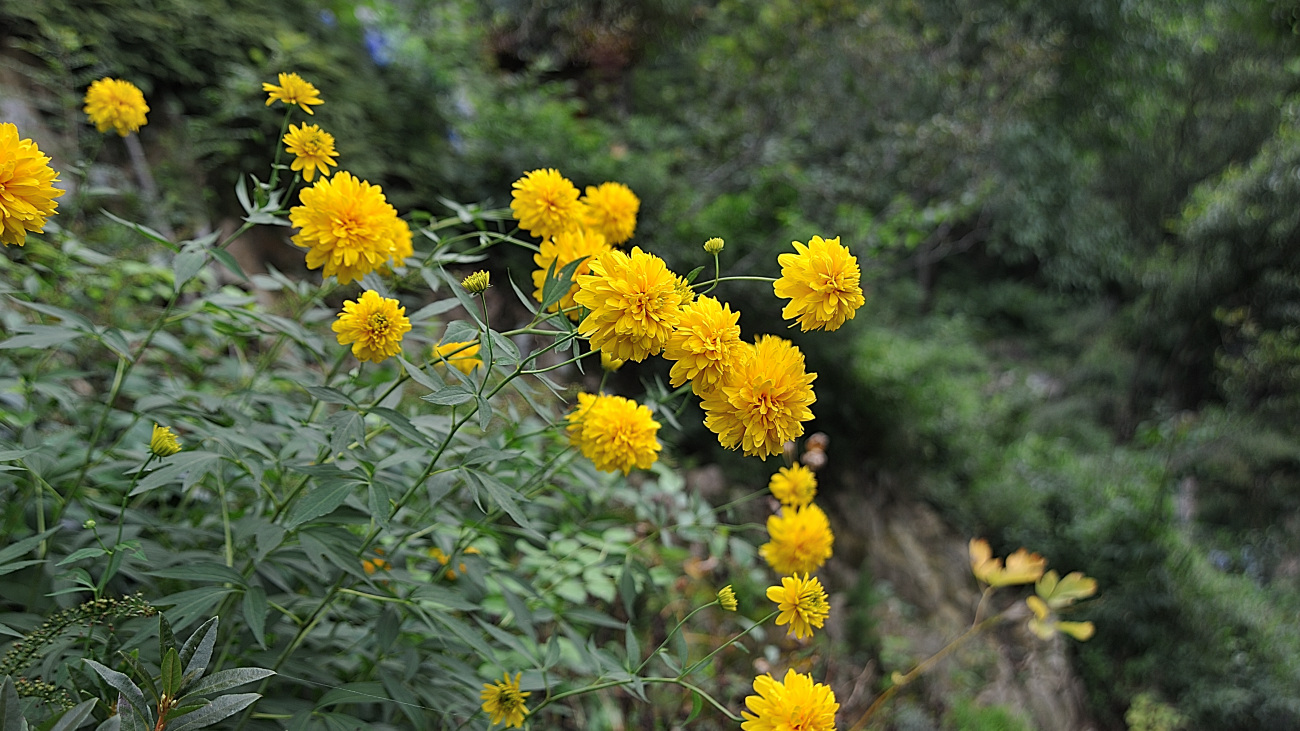 DSC_8947_00001.jpg