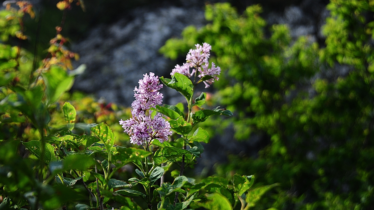 DSC_9610.산정향나무.jpg