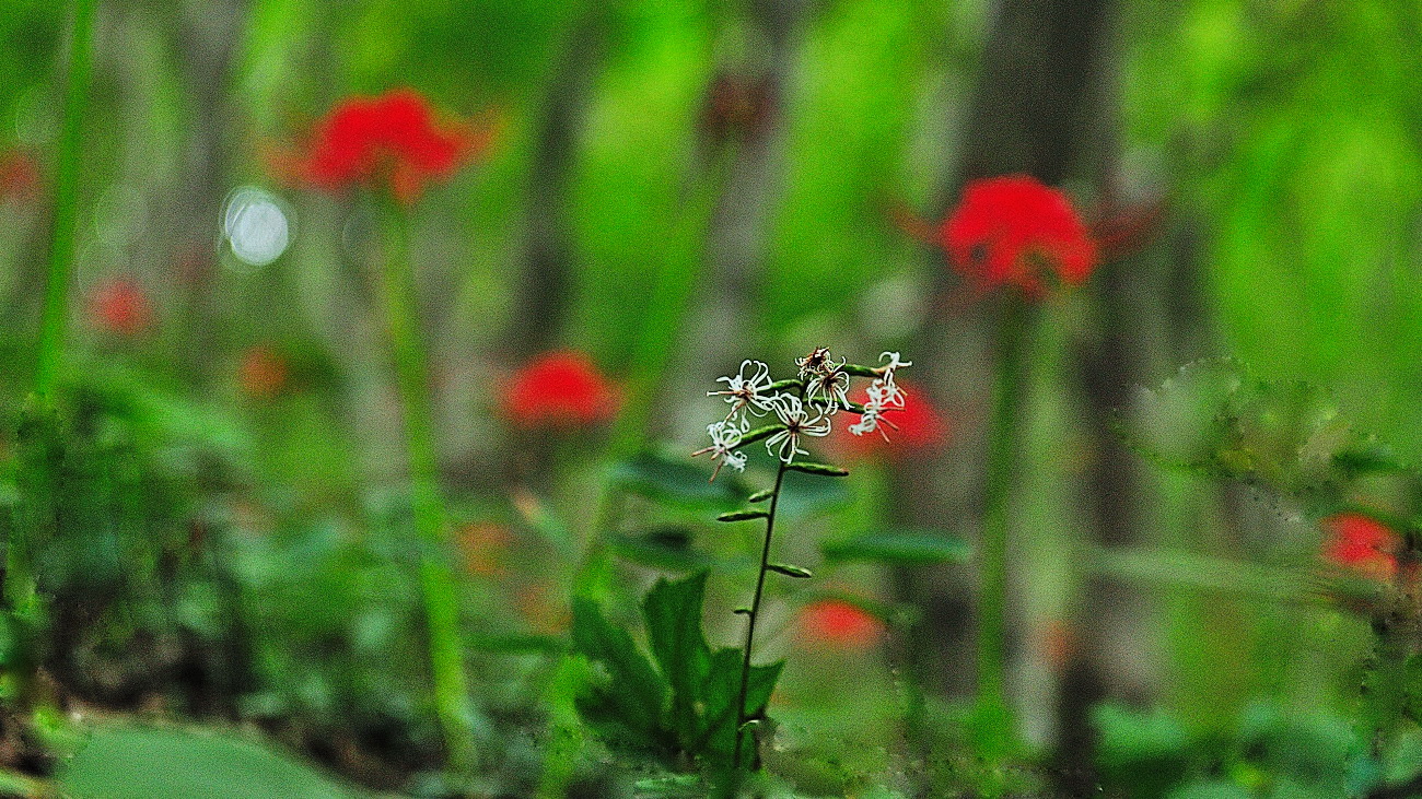 GHP_4458.단풍취와 꽃무릇.jpg