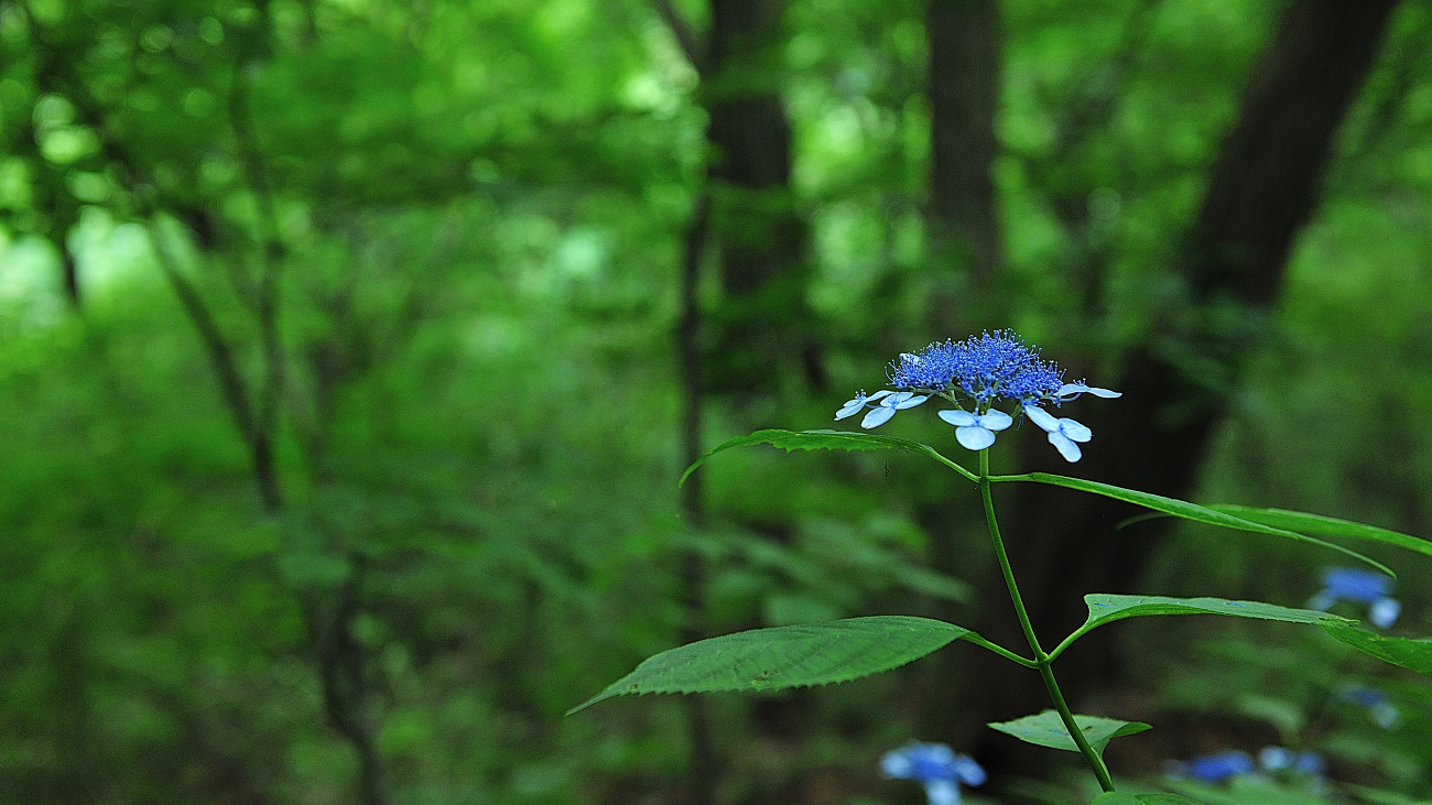 PGH_4894.산수국.jpg