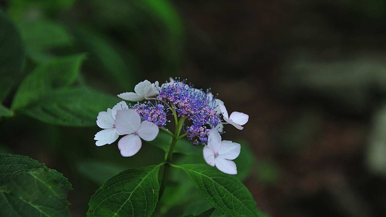 PGH_5899.산수국.jpg