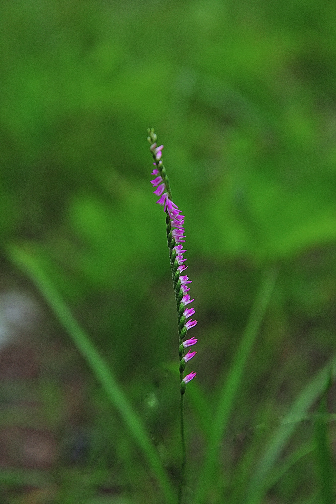 PGH_5981.타래난초.jpg