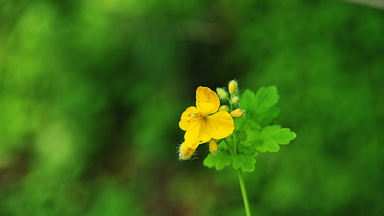 DSC_1489.애기똥풀..jpg