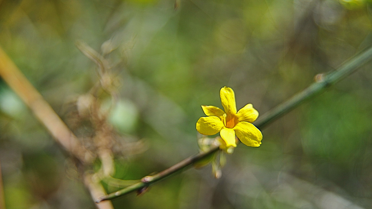 DSC_9726.영춘화..jpg