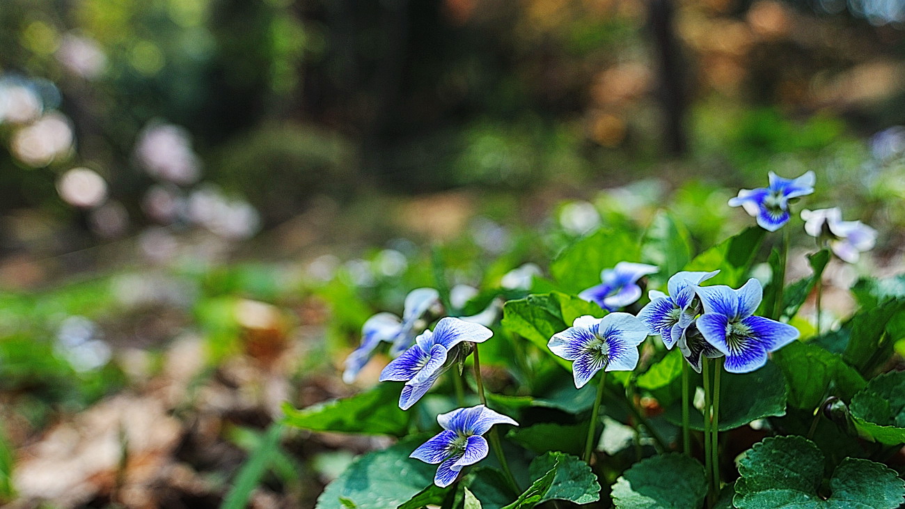 DSC_8988.종지나물,.jpg