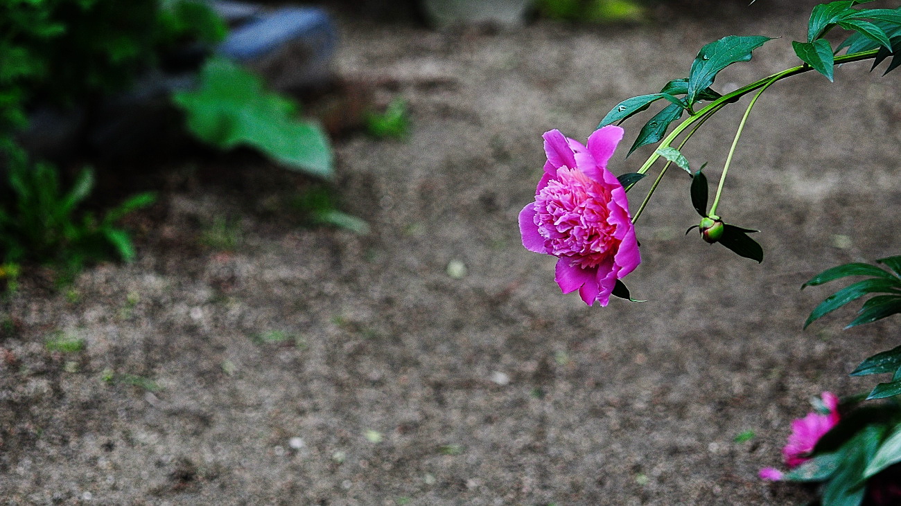 DSC_5362.작약..jpg