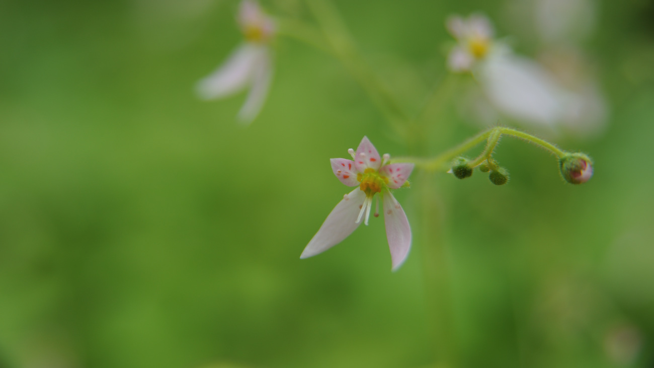 DSC_0766.바위취.jpg