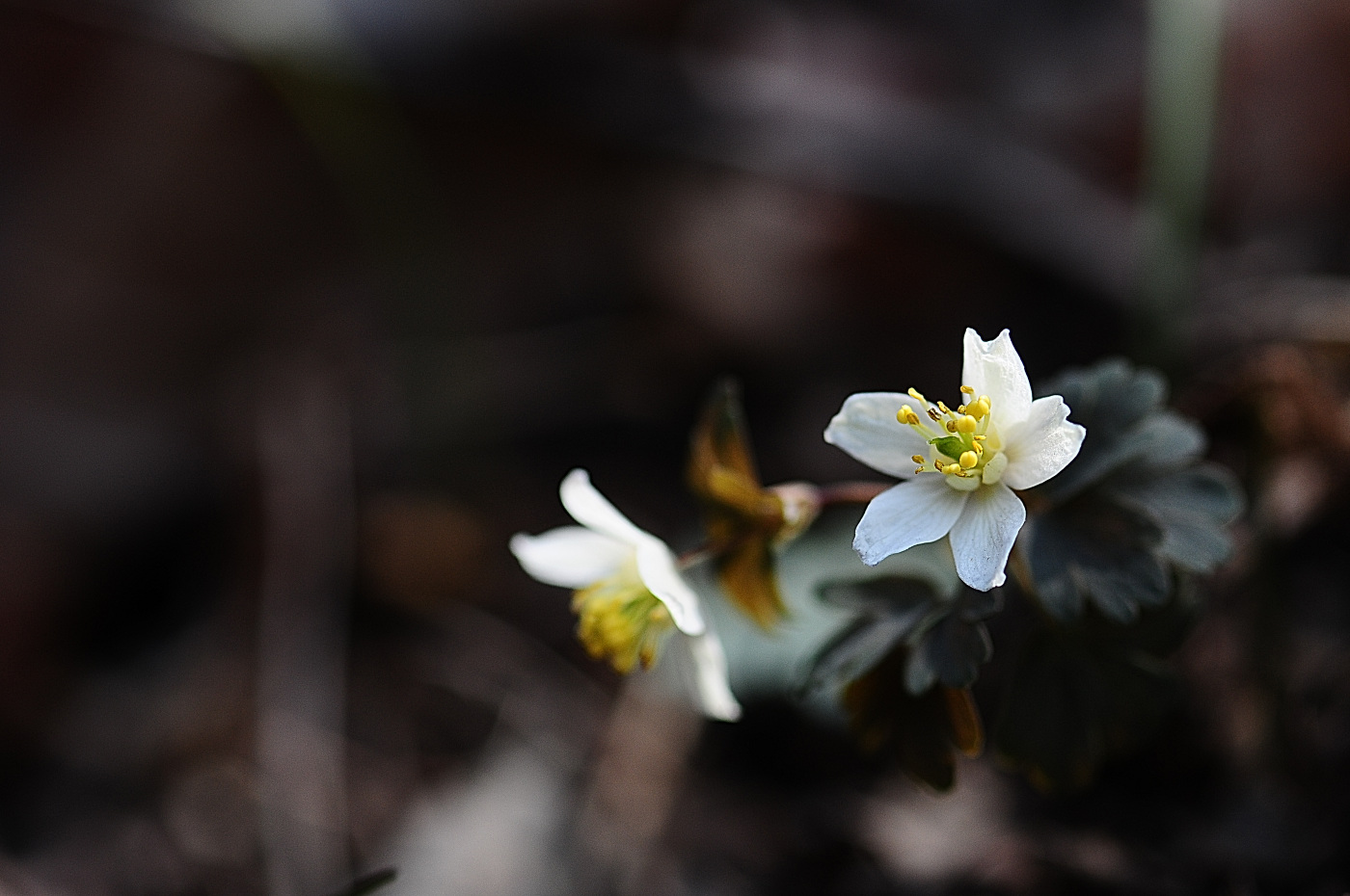 DSC_1314_00001.jpg