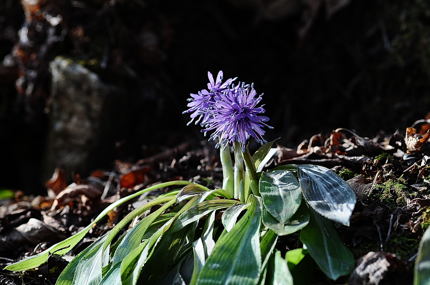 DSC_1970_00001.jpg