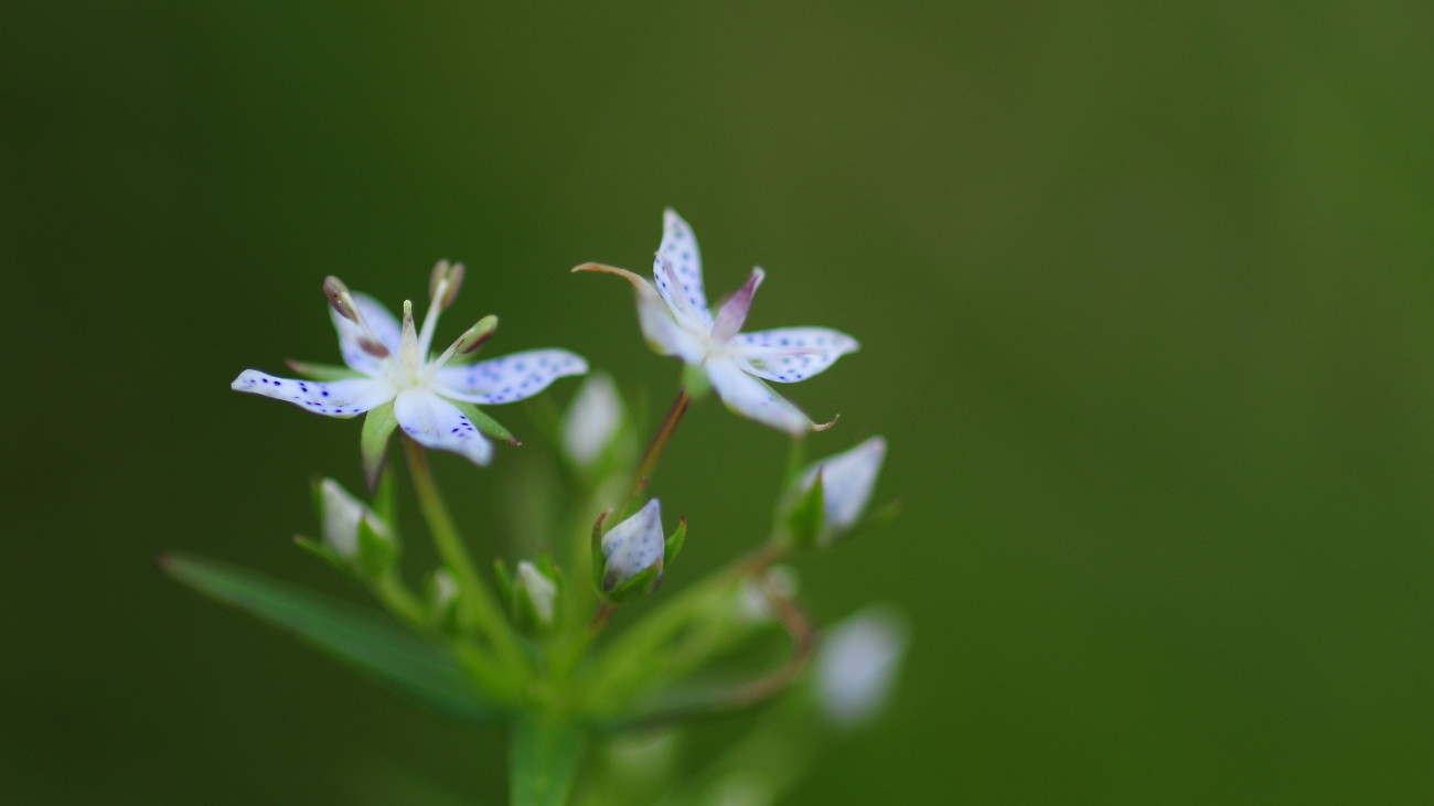 DSC_2068.네귀쓴풀.jpg