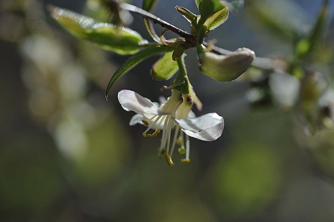 DSC_5008_00001.jpg