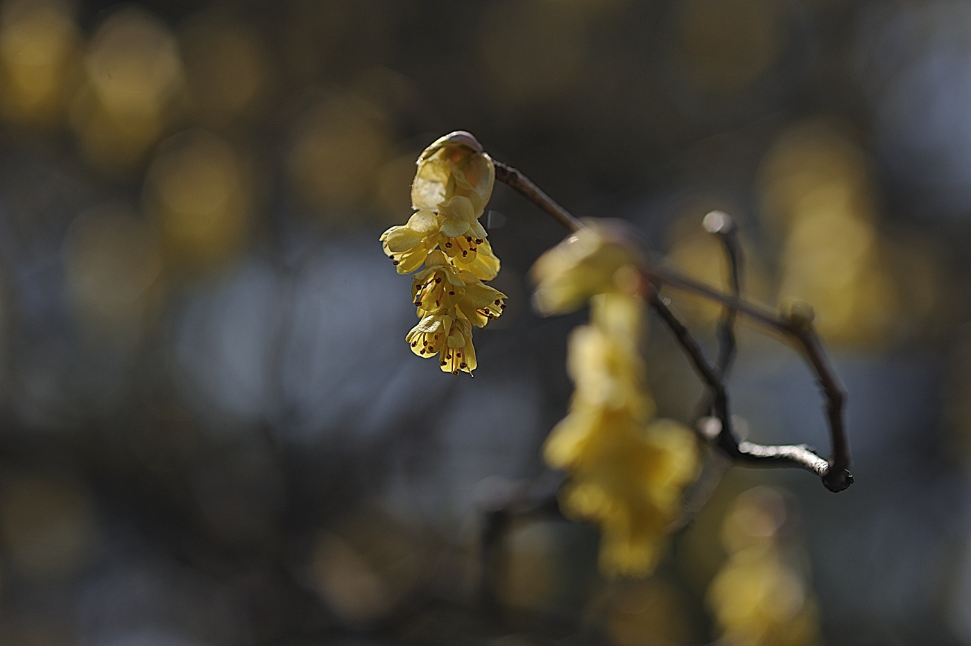 DSC_5043_00001.jpg