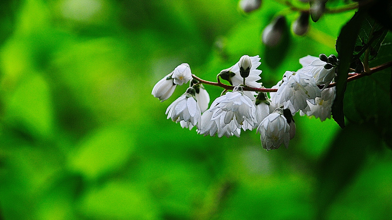 DSC_5502.만첩빈도리..jpg