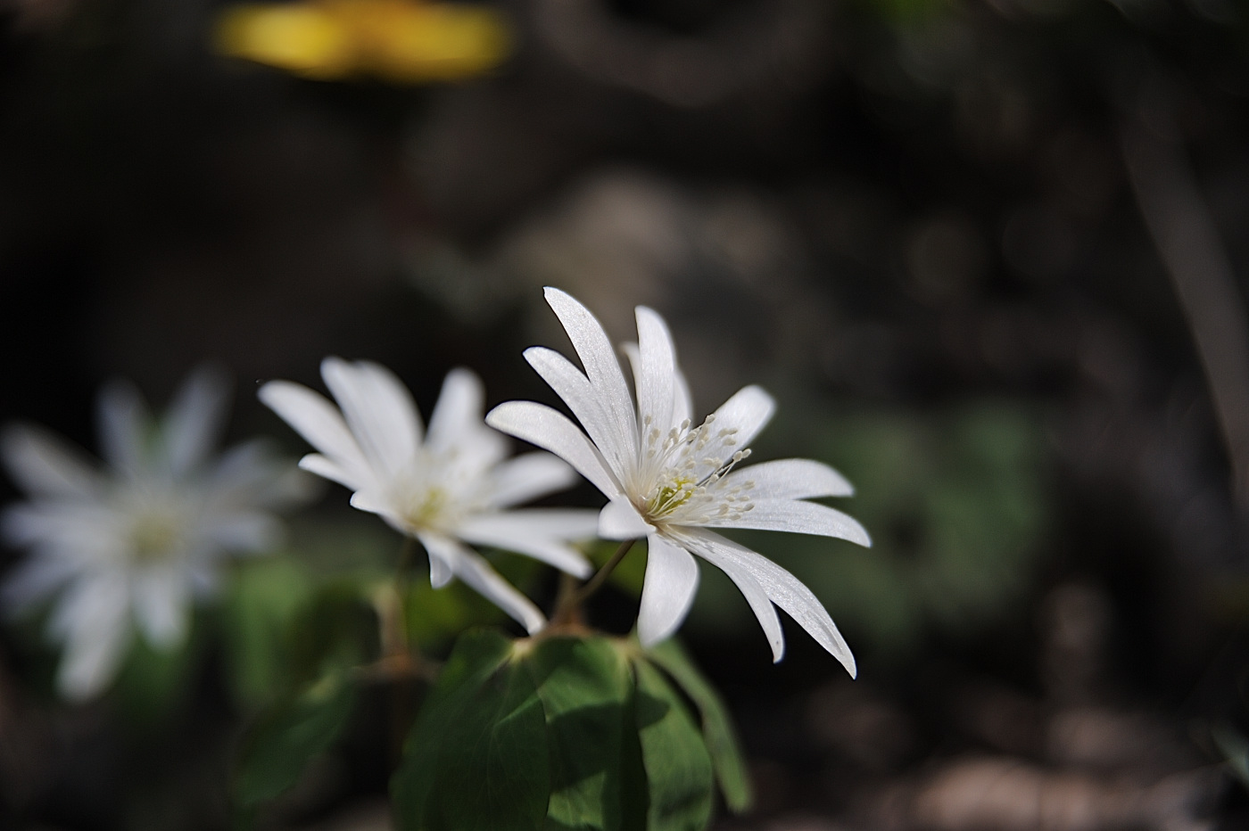 DSC_5705_00001.jpg
