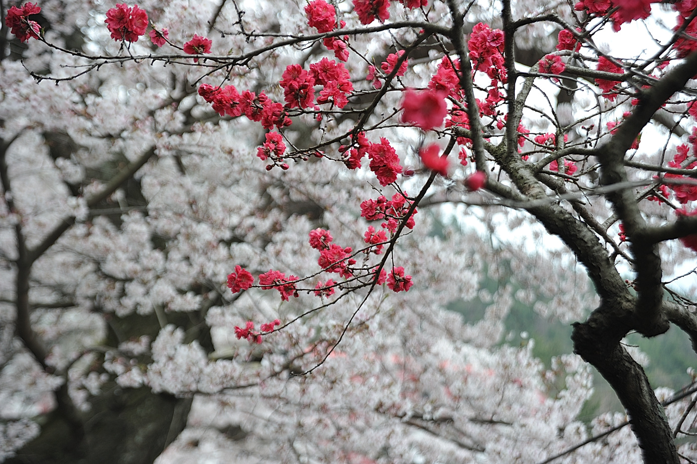 DSC_6091_00001.jpg