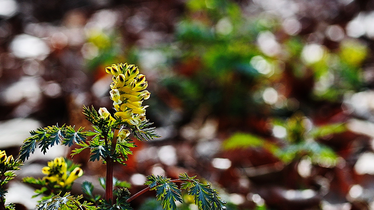 DSC_0596.산괴불주머니.jpg