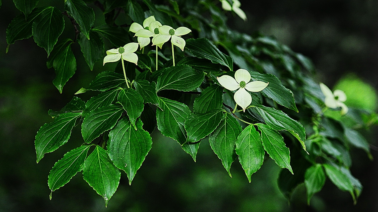 DSC_5615.산딸나무..jpg