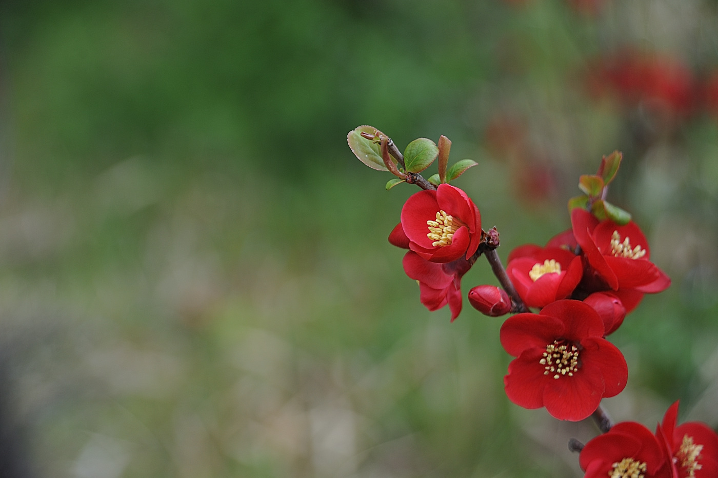 DSC_6240_00001.jpg