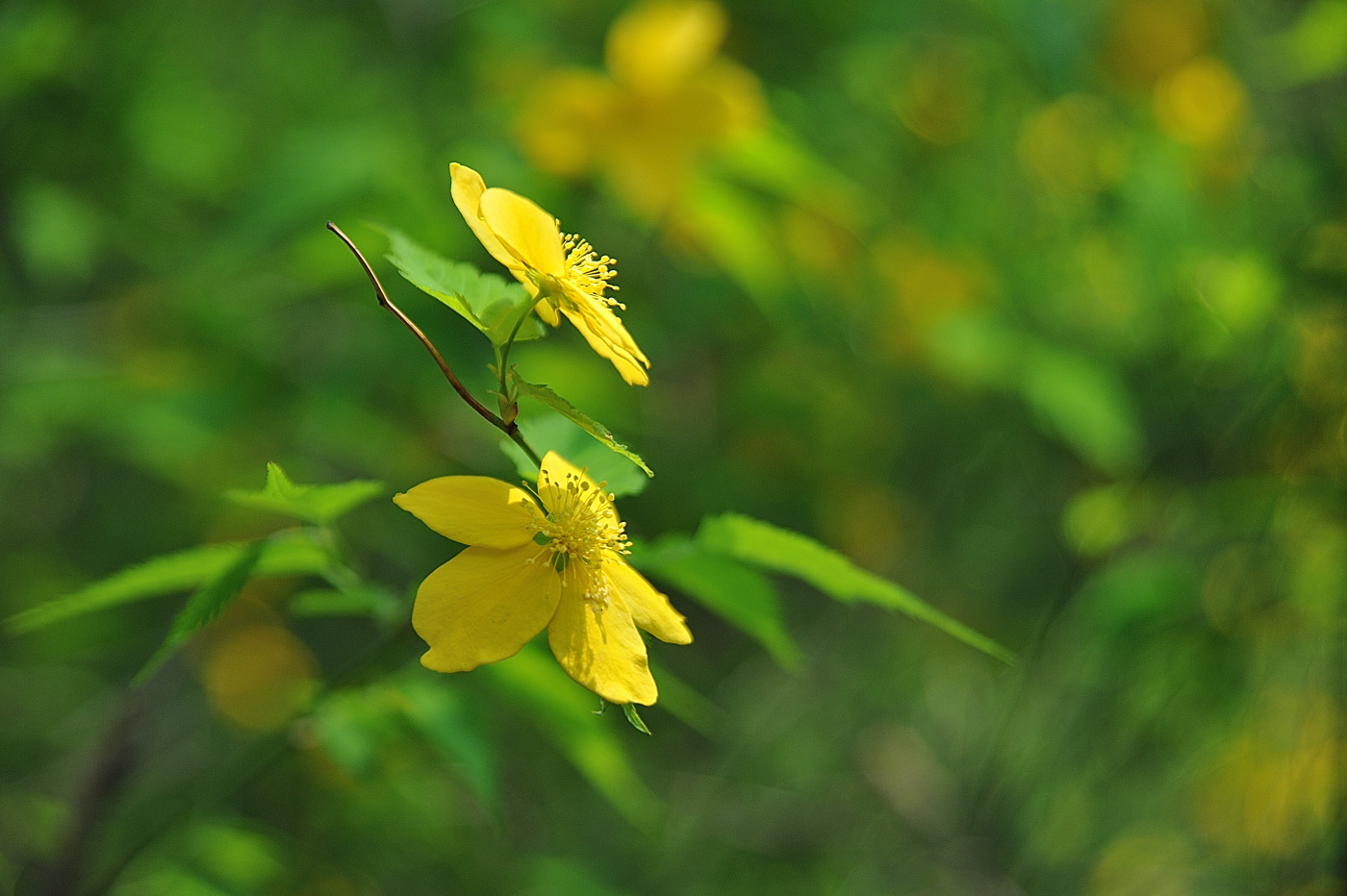 DSC_7879_00001.jpg