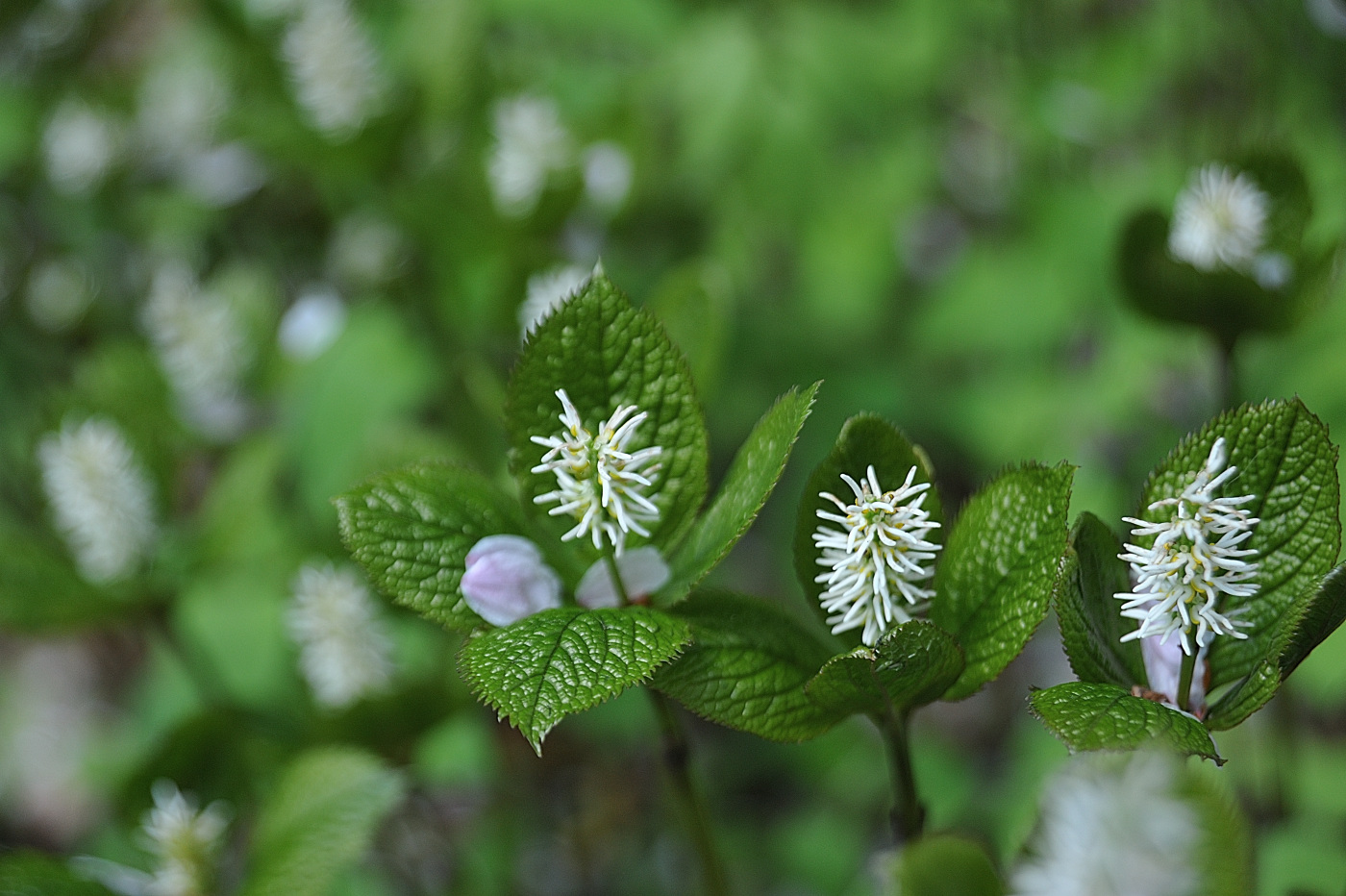DSC_7926_00001.jpg