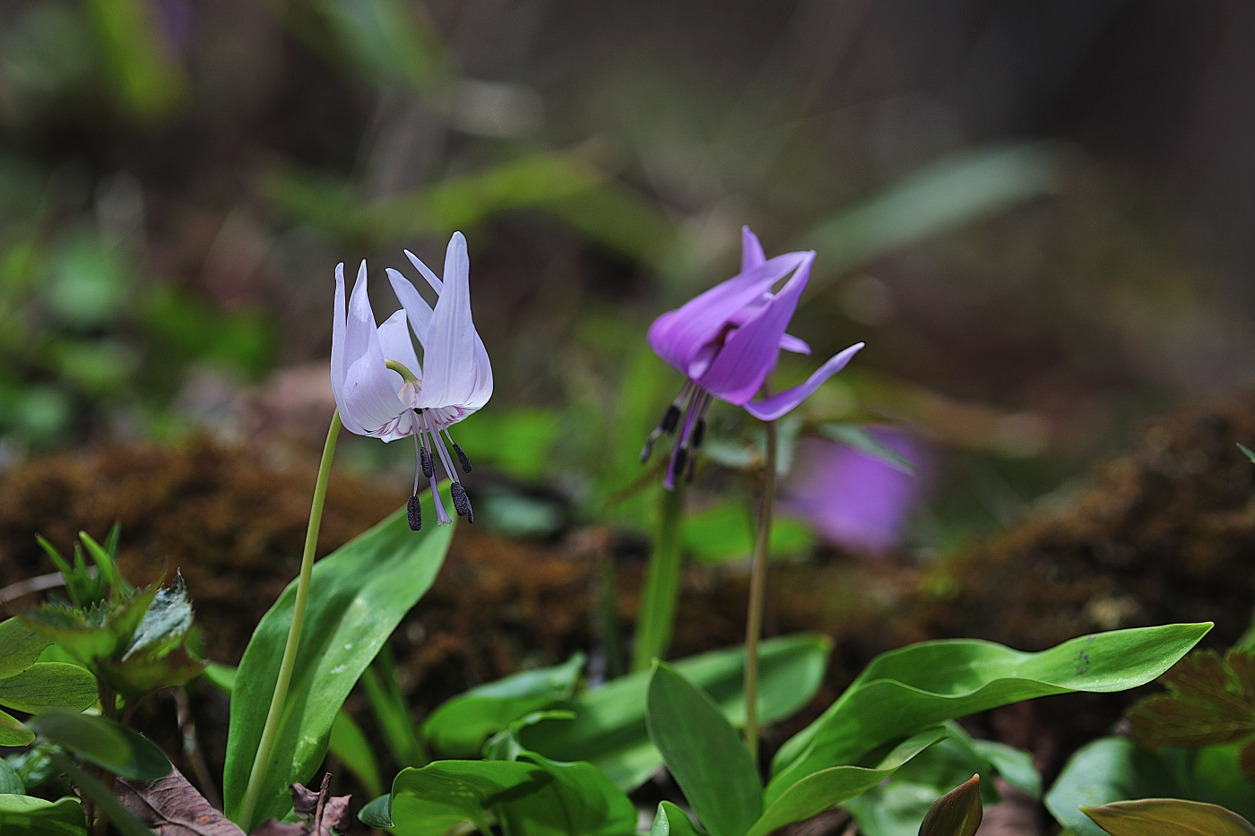 GHP_0186_00001.jpg