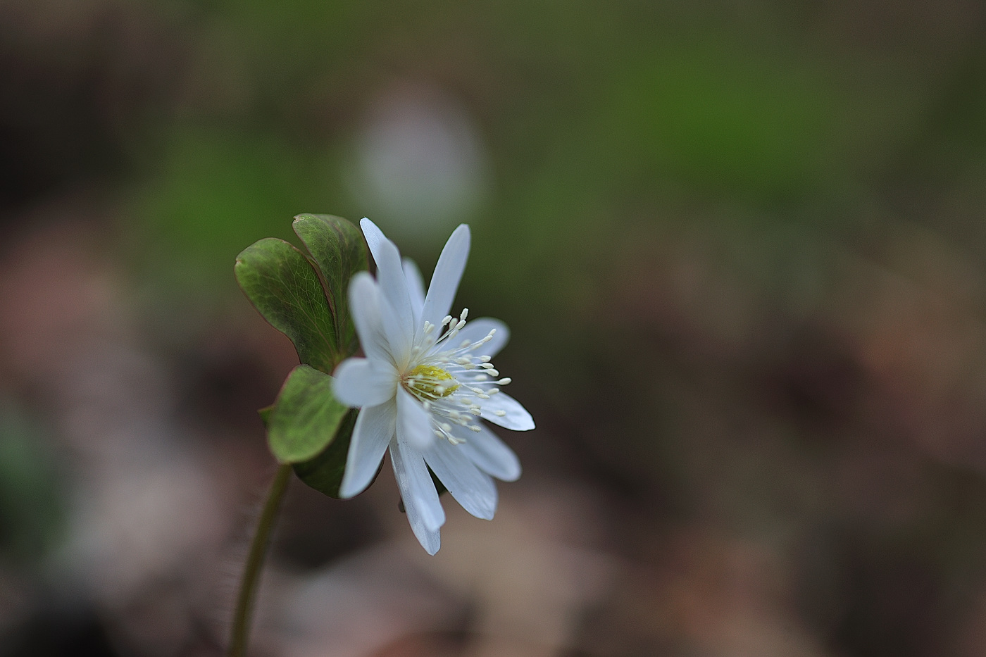 GHP_0367_00001.jpg