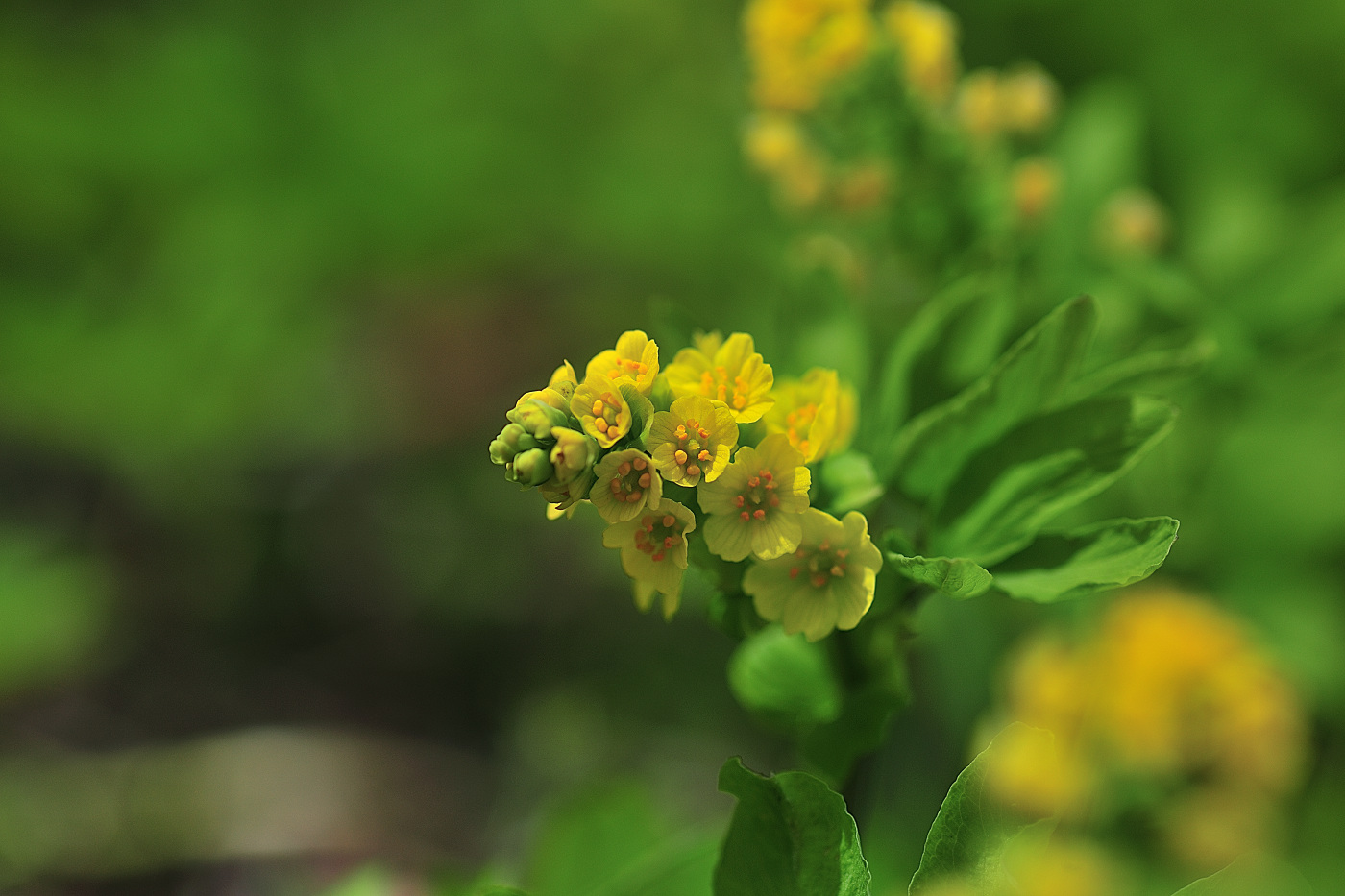 GHP_0451_00001.jpg