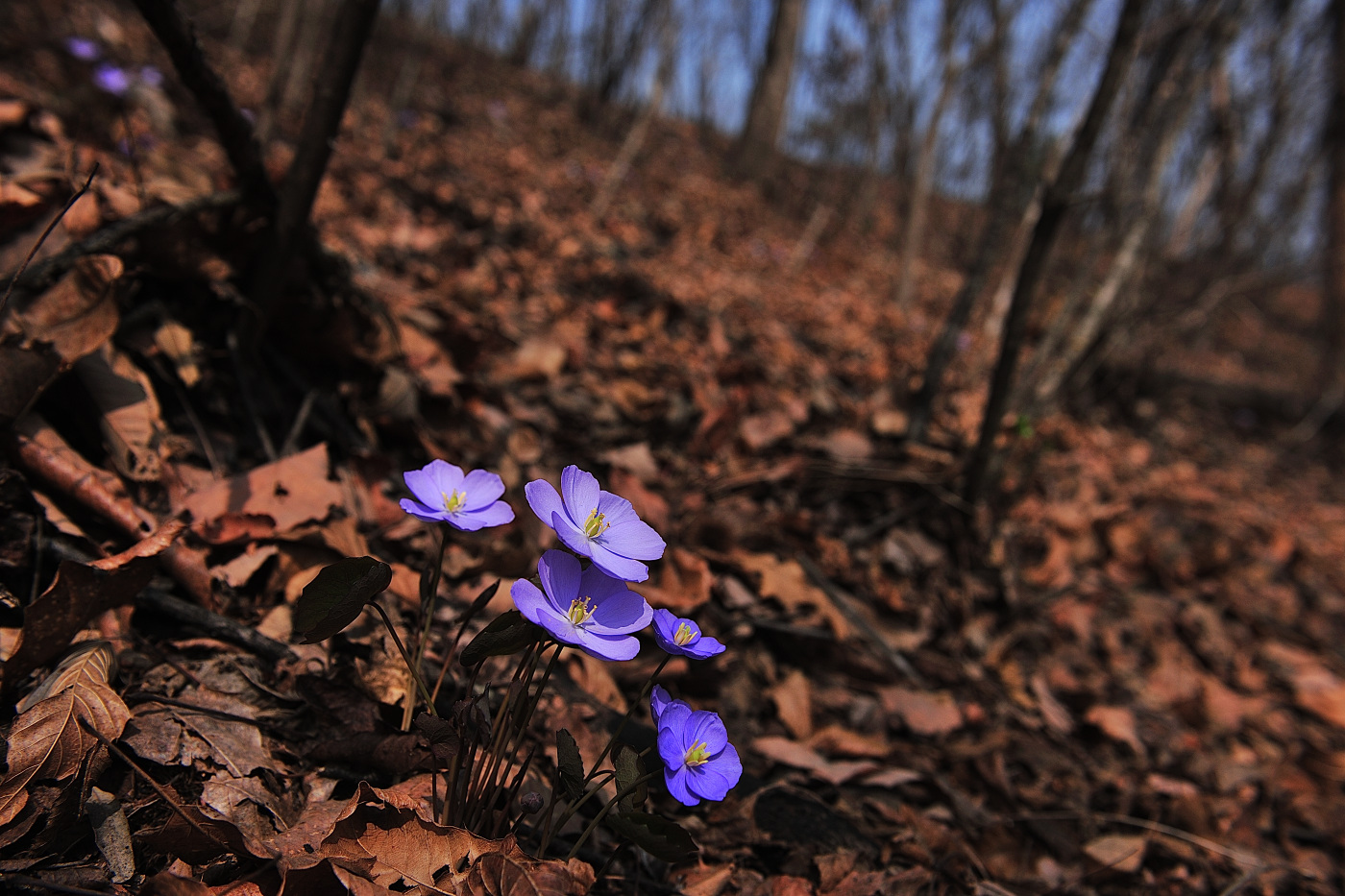 GHP_4204_00001.jpg