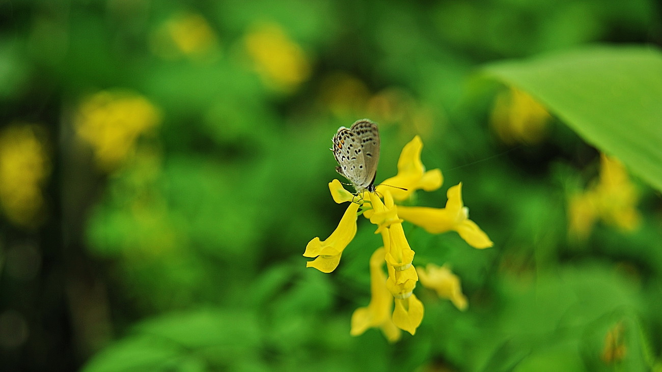 DSC_1751.산괴불주머니..jpg