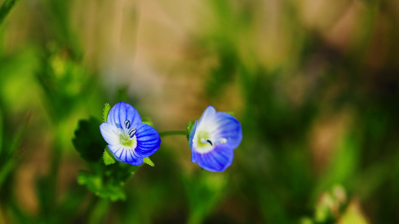 DSC_2766.큰개불알풀..jpg