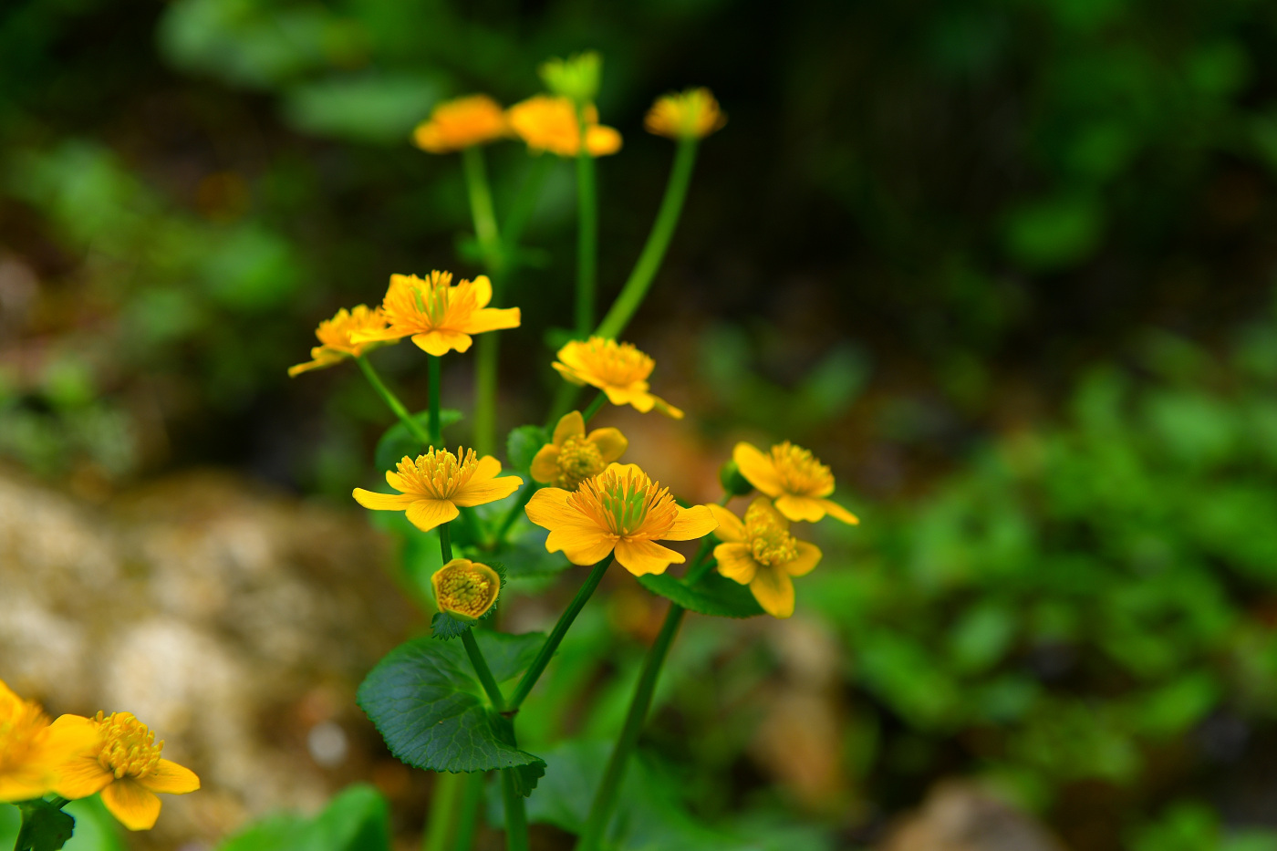 PGH_1570_00001.jpg