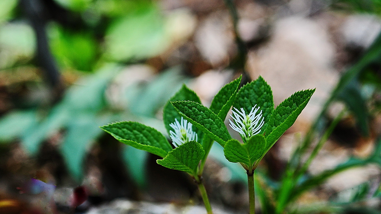 DSC_2982.옥녀꽃대.jpg