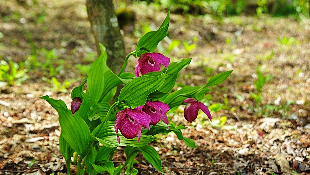 DSC_3026.개불알꽃..jpg