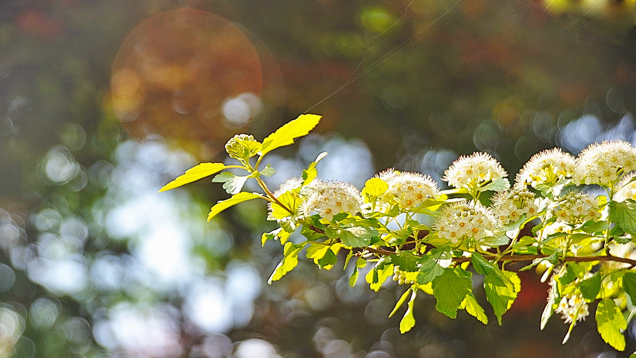 DSC_2662.공조팝나무..jpg