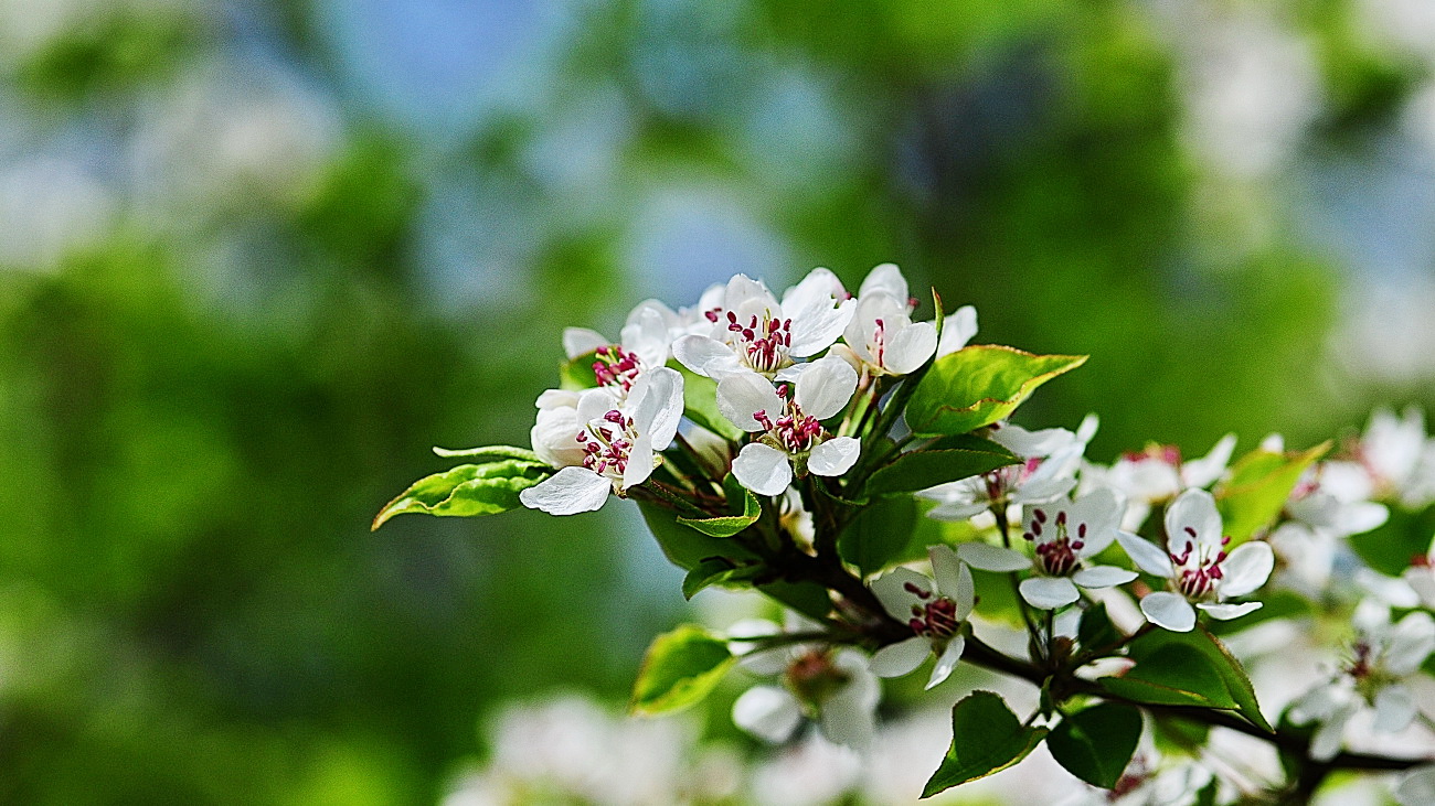 DSC_3243.콩배나무..jpg