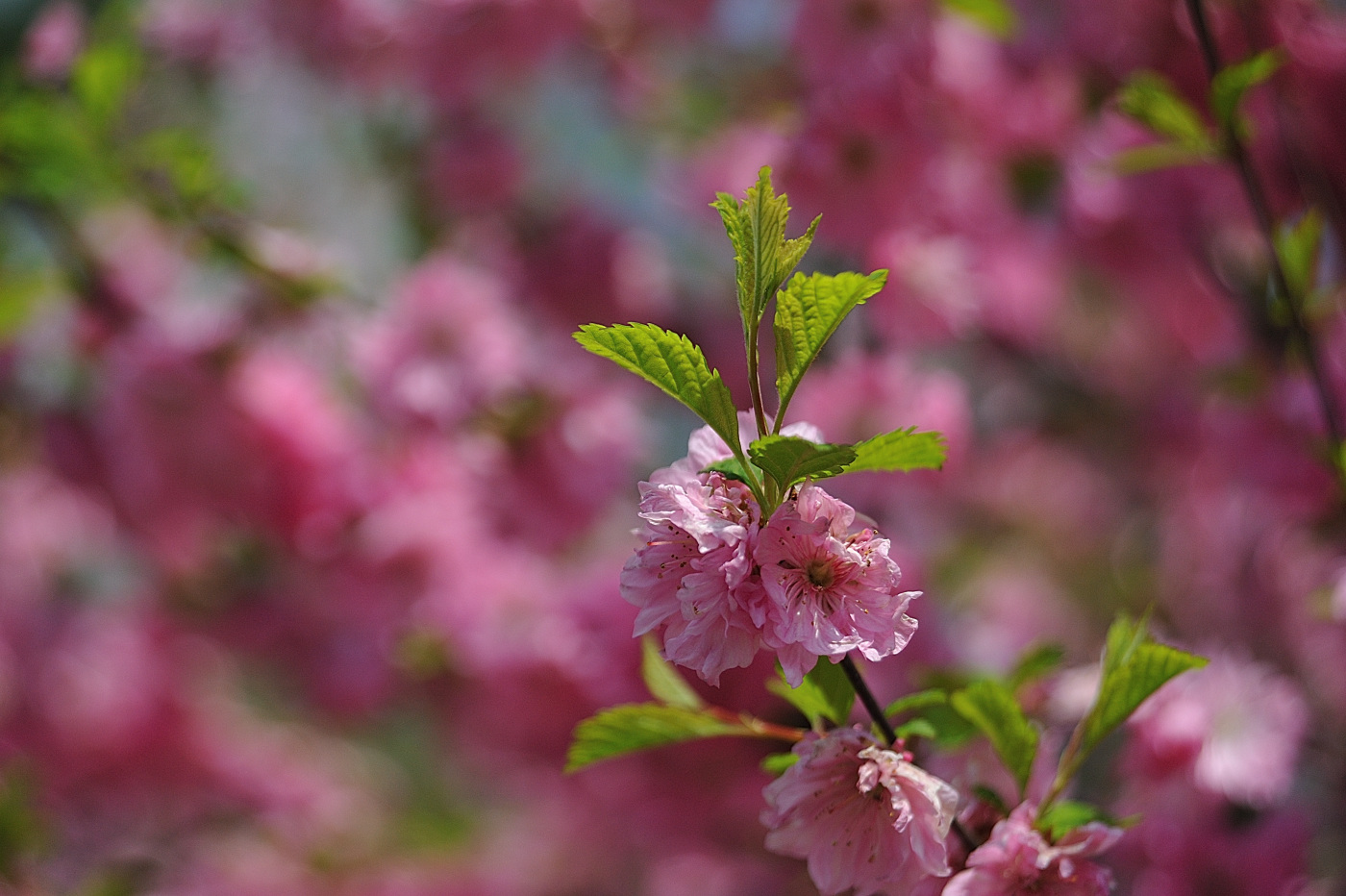 DSC_7865_00001.jpg